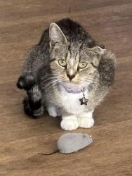 Lost Female Cat last seen East prospect st redlion pa, near rutters, York County, PA 17402