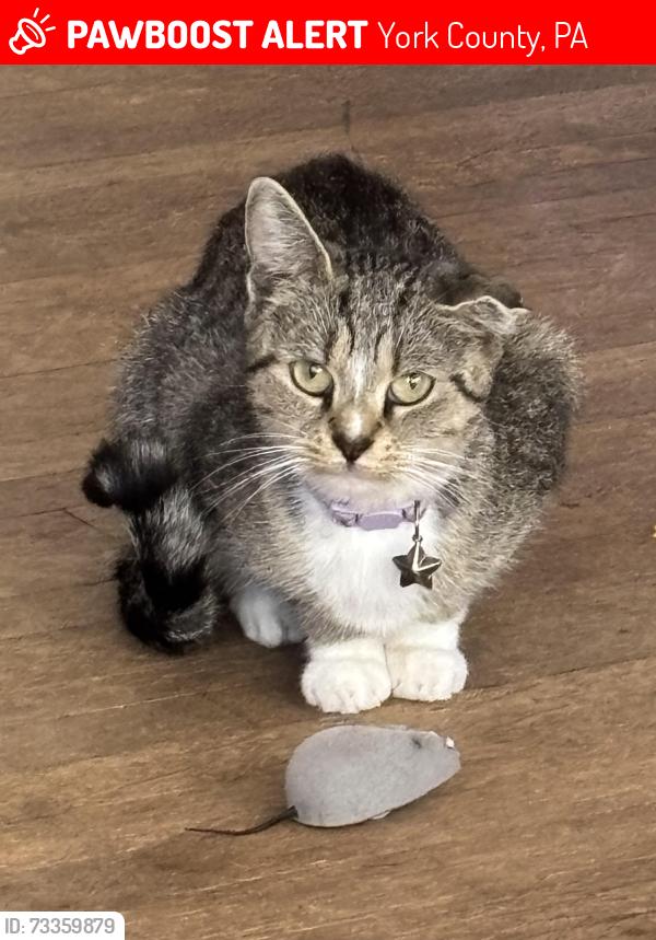 Lost Female Cat last seen East prospect st redlion pa, near rutters, York County, PA 17402