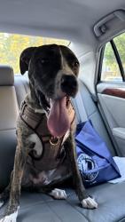 Reunited Male Dog last seen Columbine rd and Pinchot dr, Asheville, NC 28704