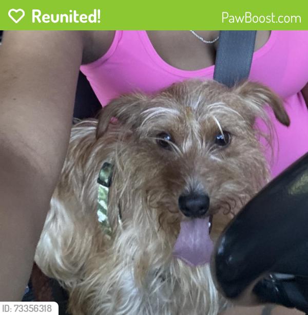 Reunited Male Dog last seen Jefferson Dr, Clairton, PA 15025, USA, Clairton, PA 15025