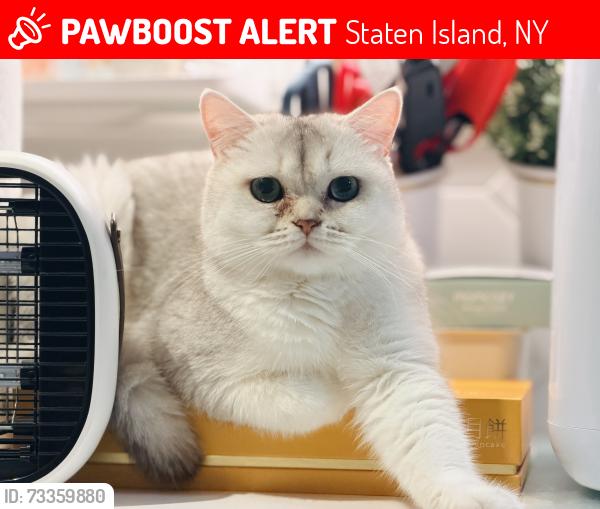 Lost Male Cat last seen Glenn Road Staten Island 10314, Staten Island, NY 10314