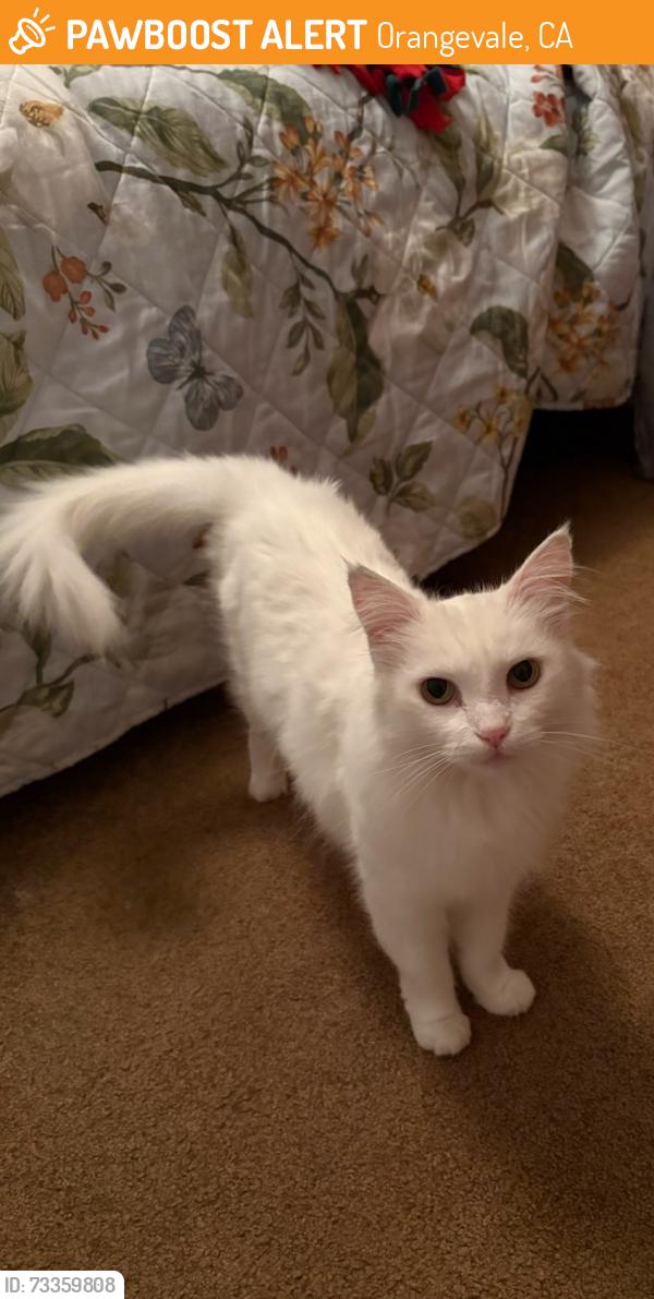 Found/Stray Female Cat last seen Illinois Ave and Greenback Lane, Orangevale, CA 95662
