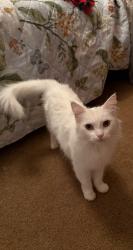Found/Stray Female Cat last seen Illinois Ave and Greenback Lane, Orangevale, CA 95662