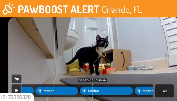 Found/Stray Unknown Cat last seen Club at Orlando cndmniums, Orlando, FL 32825