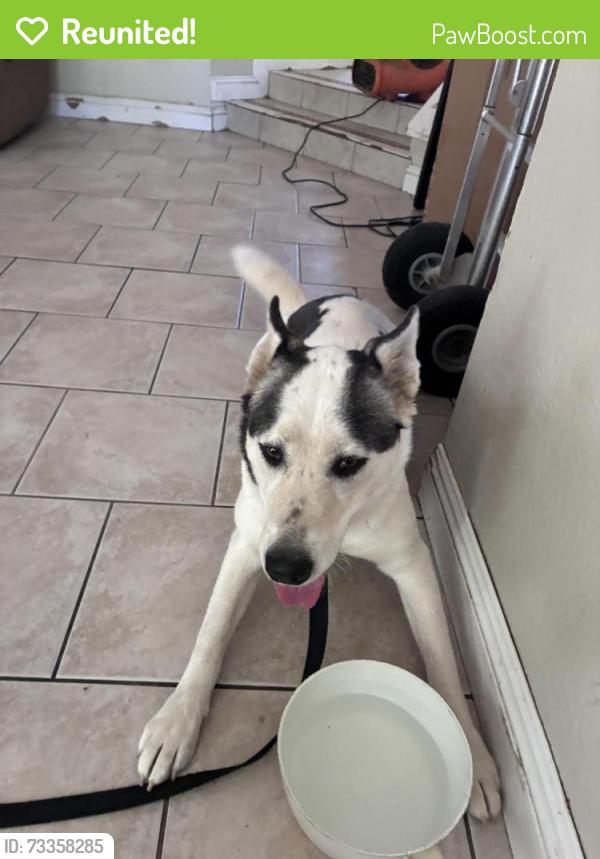 Reunited Female Dog last seen Near Bristol Ave, Moreno Valley, CA 92557