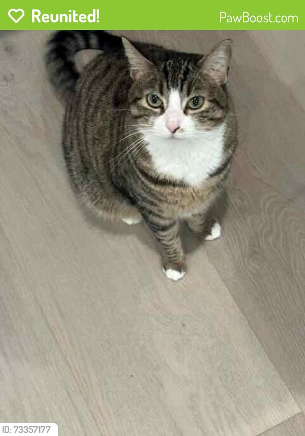 Reunited Female Cat last seen Ginsburg Court and Los Trancos, Irvine, CA 92617