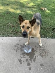 Found/Stray Male Dog last seen Meridian, Oklahoma City, OK 73128