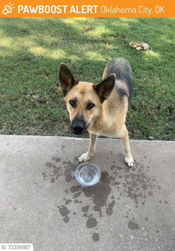 Found/Stray Male Dog last seen Meridian, Oklahoma City, OK 73128