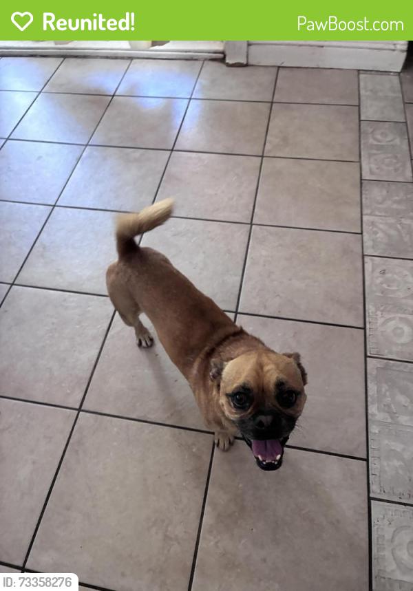 Reunited Male Dog last seen Near Bristol Ave 92557, Moreno Valley, CA 92557