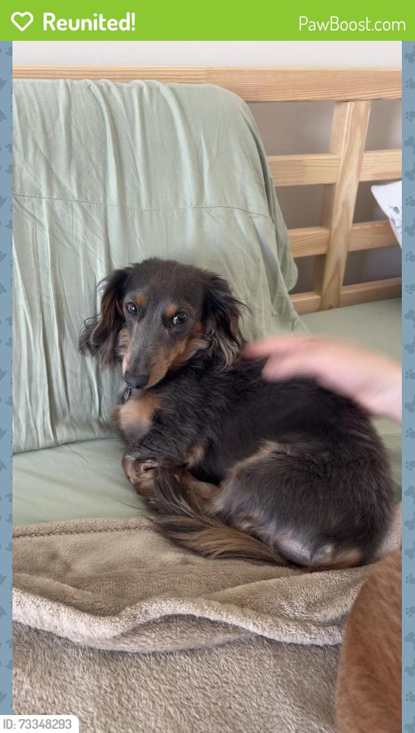 Reunited Male Dog last seen Near Stillwater Cir NW, Huntsville AL 35806, Huntsville, AL 35806