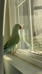Lost Female Bird last seen Bushard and Hazard, Garden Grove, CA 92844