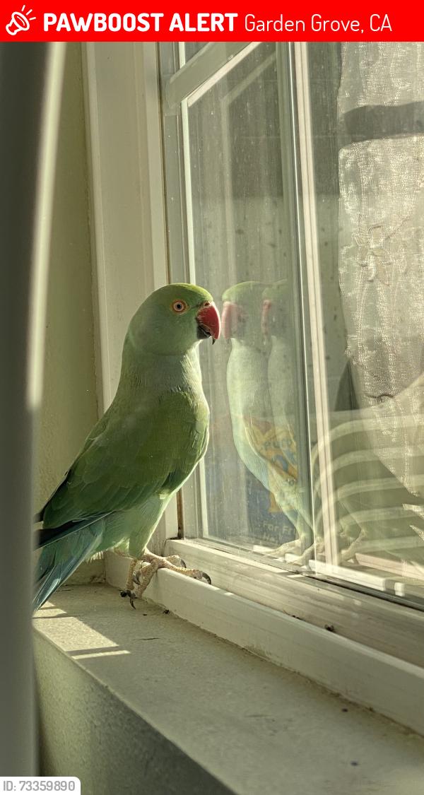Lost Female Bird last seen Bushard and Hazard, Garden Grove, CA 92844