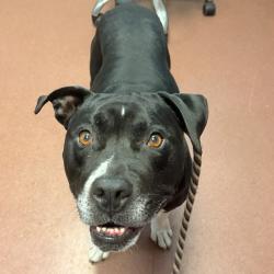 Shelter Stray Male Dog last seen Grand Avenue, SAN LEANDRO, CA, 94577, 8323 Baldwin St, Oakland, CA 94621, USA