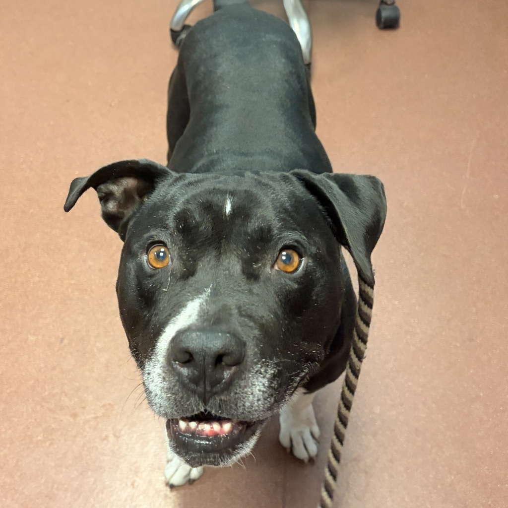 Shelter Stray Male Dog last seen Grand Avenue, SAN LEANDRO, CA, 94577, 8323 Baldwin St, Oakland, CA 94621, USA