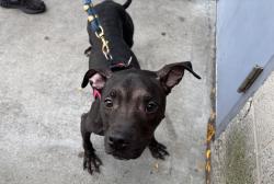 Shelter Stray Female Dog last seen W 138 Street, NEW YORK, NY, 10030, 326 E 110th St, New York, NY 10029, USA