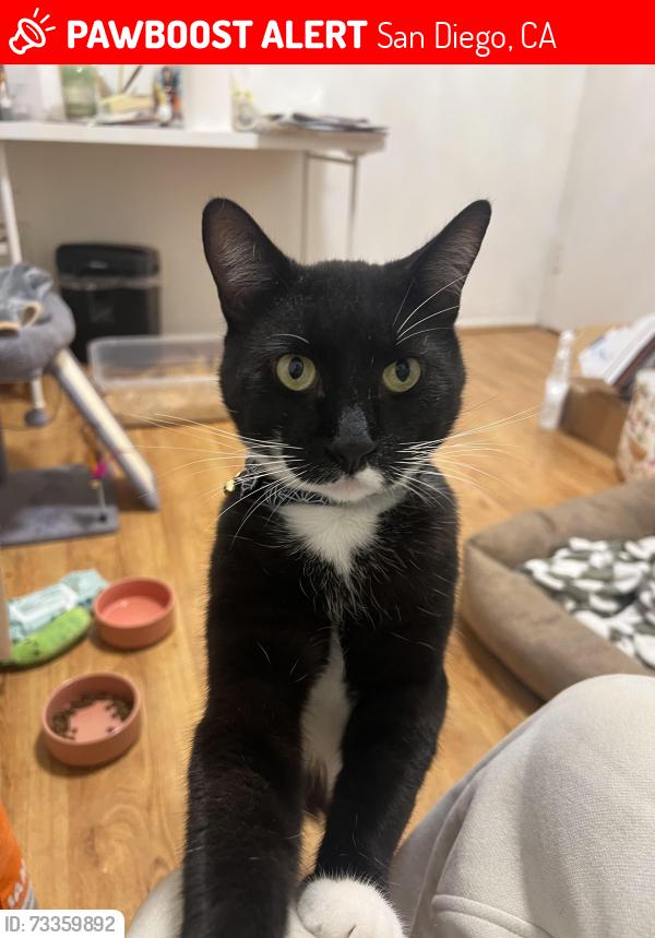 Lost Male Cat last seen Near Virginia Way, La Jolla. Very close to The Cat Lounge, San Diego, CA 92037