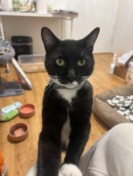 Lost Male Cat last seen Near Virginia Way, La Jolla. Very close to The Cat Lounge, San Diego, CA 92037