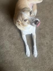 Lost Female Dog last seen Torrance high school, Torrance, CA 90501