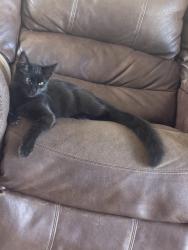 Reunited Female Cat last seen Gallatin/Bing Ave, Santa Clara, CA 94087