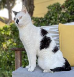 Lost Male Cat last seen Golfcrest, San Diego, CA 92119