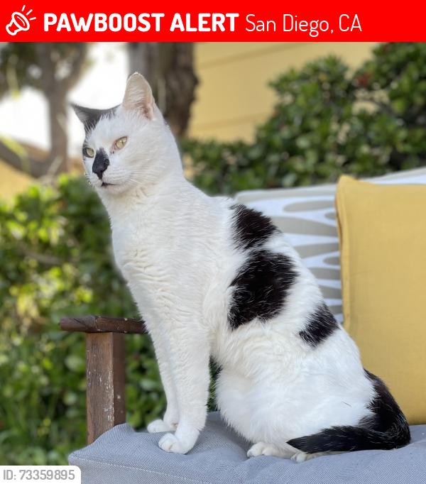 Lost Male Cat last seen Golfcrest, San Diego, CA 92119