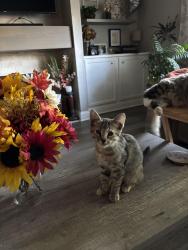 Found/Stray Male Cat last seen Mariposa Ave and Eastgate Ave, Citrus Heights, CA 95610