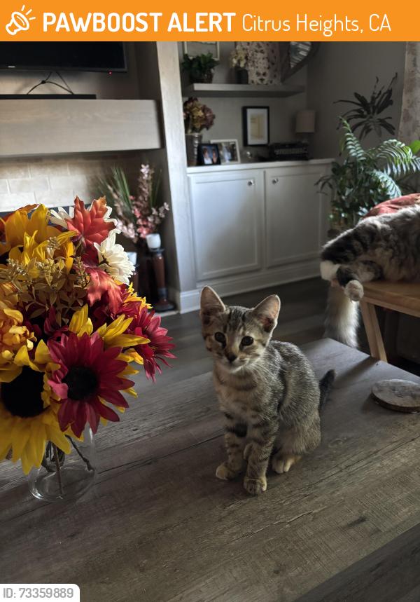 Found/Stray Male Cat last seen Mariposa Ave and Eastgate Ave, Citrus Heights, CA 95610