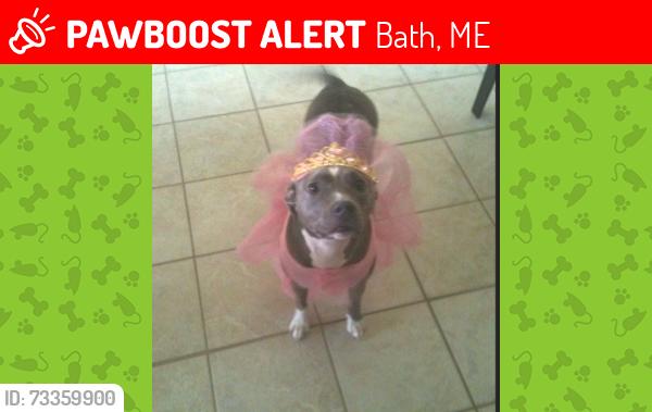 Lost Female Dog last seen Pine St., Bath, ME, Bath, ME 04530
