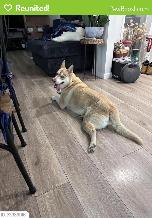 Reunited Female Dog last seen Broke off her collar near studebaker and excelsior in Norwalk., Norwalk, CA 90650