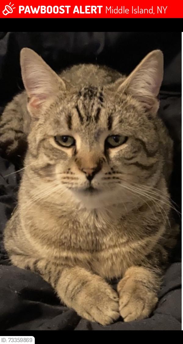 Lost Male Cat last seen Northfield and Manfred Lane, Middle Island, NY 11953
