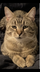 Lost Male Cat last seen Northfield and Manfred Lane, Middle Island, NY 11953
