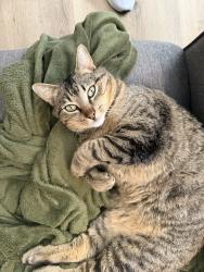 Lost Male Cat last seen hmstd ests, Ringgold, GA 30736