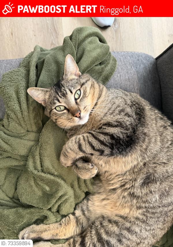 Lost Male Cat last seen hmstd ests, Ringgold, GA 30736