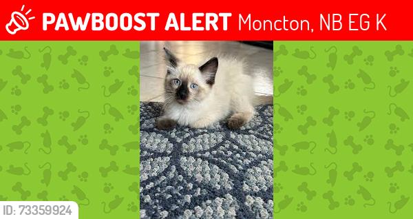 Lost Male Cat last seen Chelsea Avenue, Moncton, NB E1G 1K9