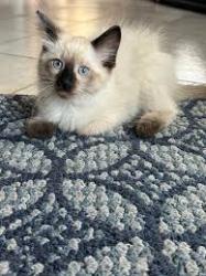 Lost Male Cat last seen Chelsea Avenue, Moncton, NB E1G 1K9