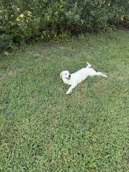 Found/Stray Unknown Dog last seen Boat Rd shuffler rd, Morganton, NC 28655