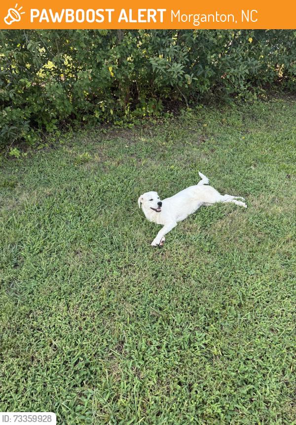 Found/Stray Unknown Dog last seen Boat Rd shuffler rd, Morganton, NC 28655