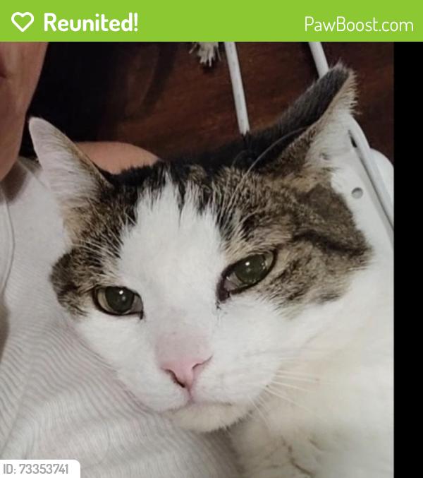 Reunited Male Cat last seen Van Nuys and Vanowen, Los Angeles, CA 91405