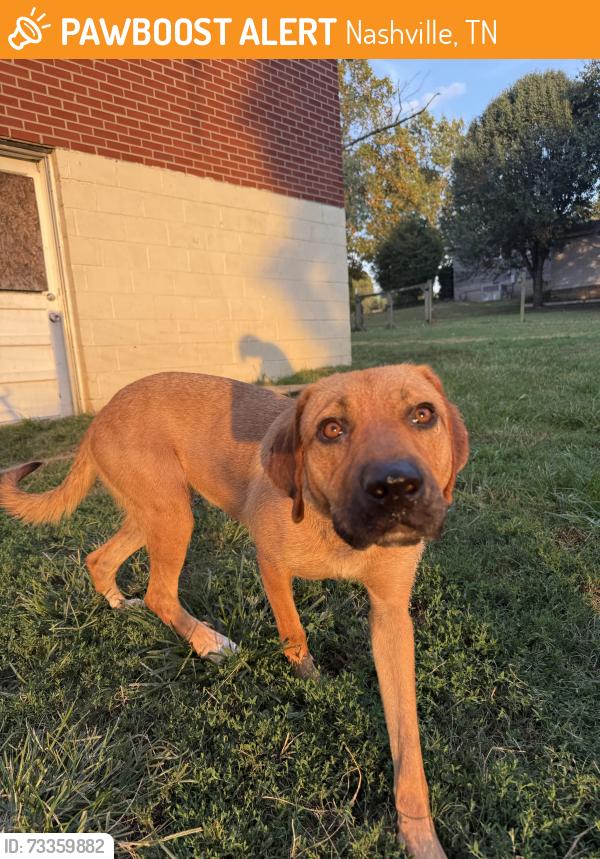 Found/Stray Female Dog last seen North Graycroft Ave, Nashville, TN 37115