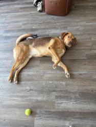 Reunited Male Dog last seen Davis Drive and Morrisville Carpenter, Morrisville, NC 27560
