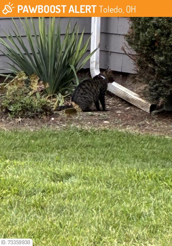 Found/Stray Unknown Cat last seen Keil and Secor rd, Toledo, OH 43607