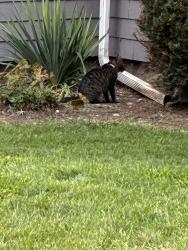 Found/Stray Unknown Cat last seen Keil and Secor rd, Toledo, OH 43607