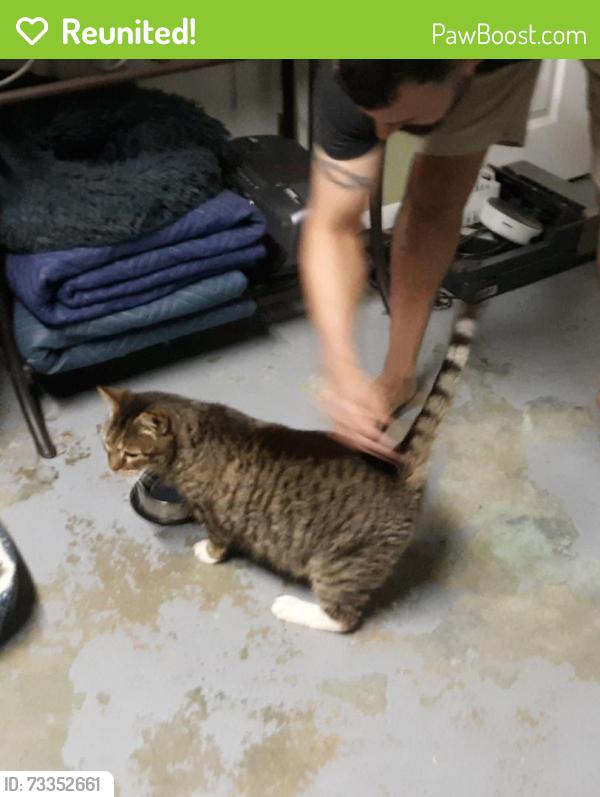 Reunited Unknown Cat last seen Pawtucket blvd tyngsboro ma, Tyngsborough, MA 01879