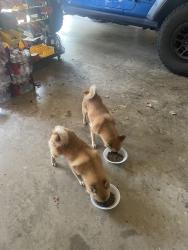 Found/Stray Male Dog last seen CR 414, Cleburne, TX, Johnson County, TX 76031