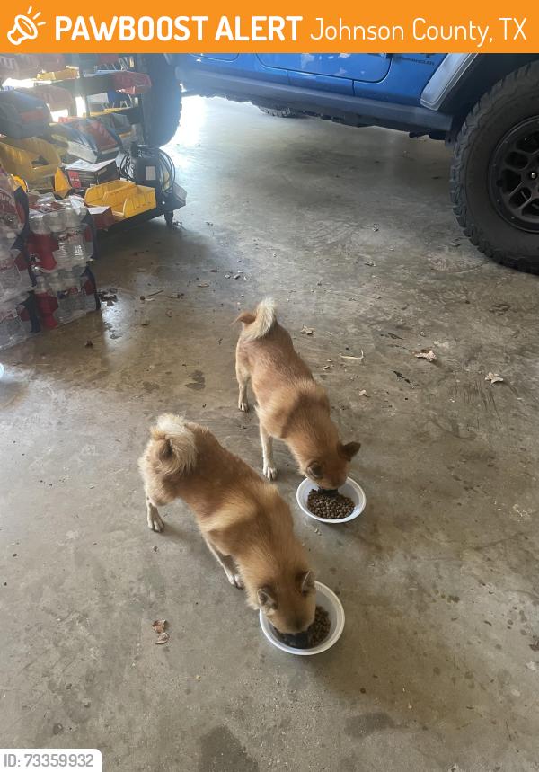 Found/Stray Male Dog last seen CR 414, Cleburne, TX, Johnson County, TX 76031