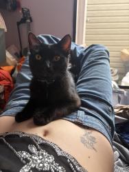 Reunited Male Cat last seen Bancroft st., San Diego, CA 92104