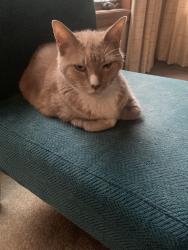 Lost Male Cat last seen Honey Lane and Ponderosa, Erie, PA 16509
