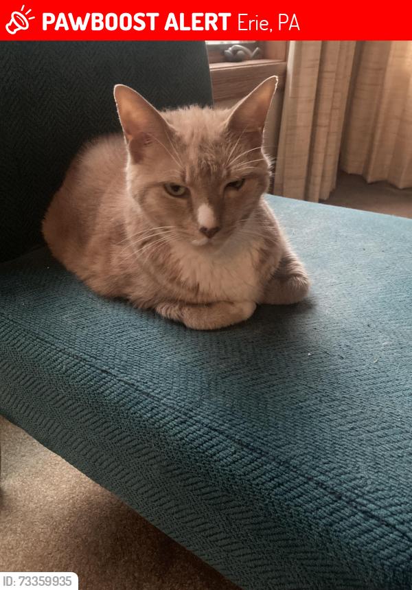 Lost Male Cat last seen Honey Lane and Ponderosa, Erie, PA 16509