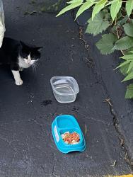Found/Stray Unknown Cat last seen Josephine in Voorhees, Waterford Township, MI 48328