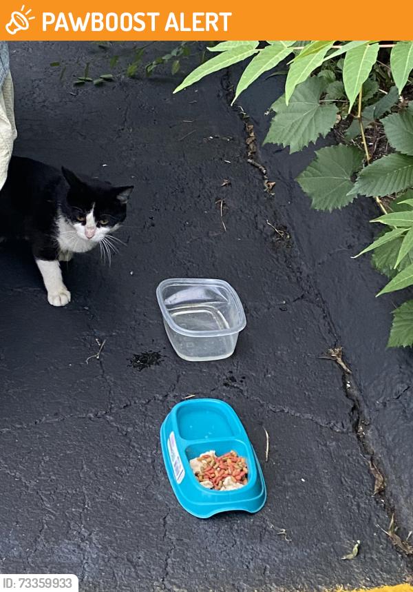 Found/Stray Unknown Cat last seen Josephine in Voorhees, Waterford Township, MI 48328